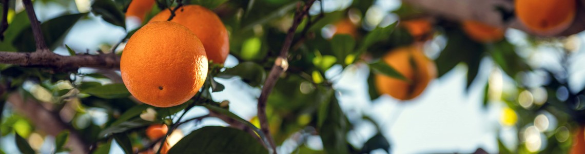 Top Supplements and Vitamins For Glowing Skin in Pakistan-bountypakistan.pk