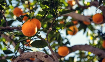 Top Supplements and Vitamins For Glowing Skin in Pakistan-bountypakistan.pk