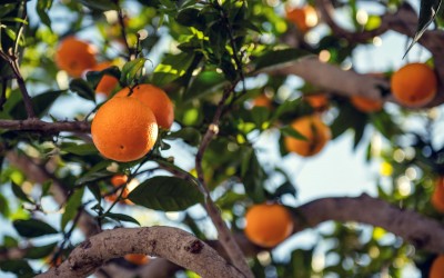 Top Supplements and Vitamins For Glowing Skin in Pakistan-bountypakistan.pk