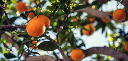 Top Supplements and Vitamins For Glowing Skin in Pakistan-bountypakistan.pk